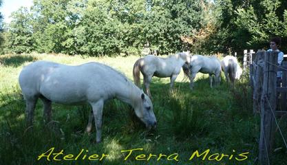 Camping Trébeurden - Marais du Quellen - Atelier Terra Maris près du camping 3 étoiles Armor Loisirs à Trébeurden, location emplacements, mobil homes et chalet, camping piscine sur la Côte de Granit Rose près de Perros Guirec-Côtes d'Armor-Bretagne - Camping Armor Loisirs