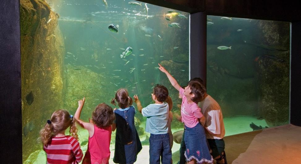 Camping Trébeurden - Aquarium marin de Trégastel  - Camping Armor Loisirs