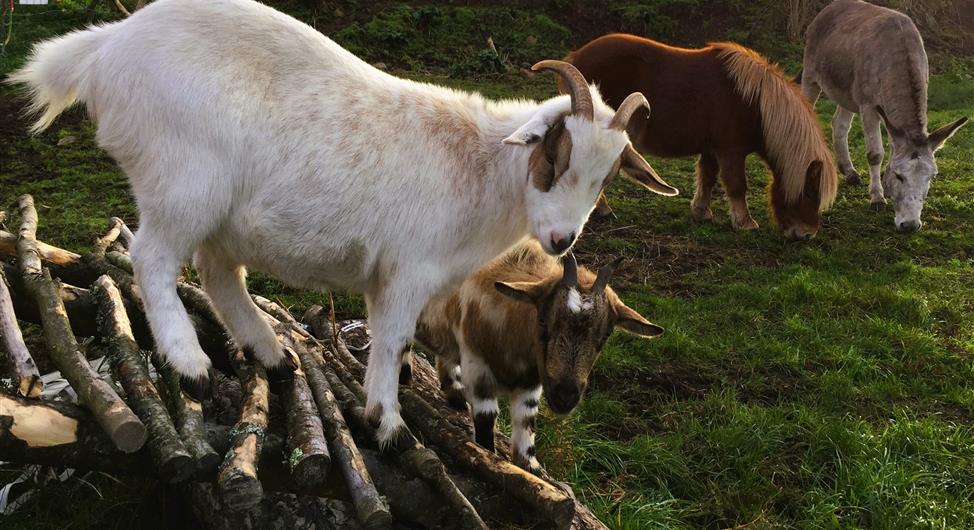 Mini ferme avec chèvre, poneys et âne - Camping Armor Loisirs