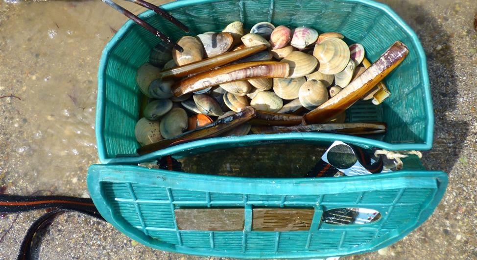 pêche a pied - Camping Armor Loisirs