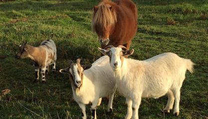 Mini ferme camping armor loisirs trebeurden poney chevre ane  - Camping Armor Loisirs