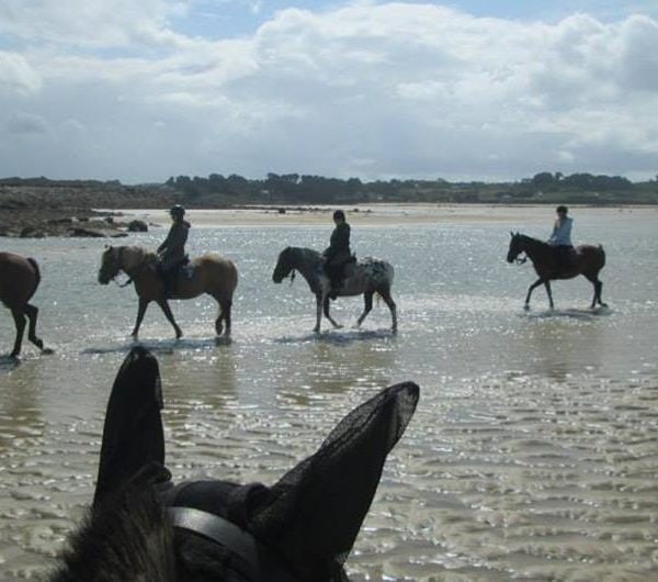 stage equestre