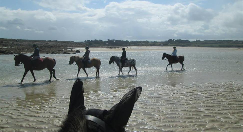 stage equestre