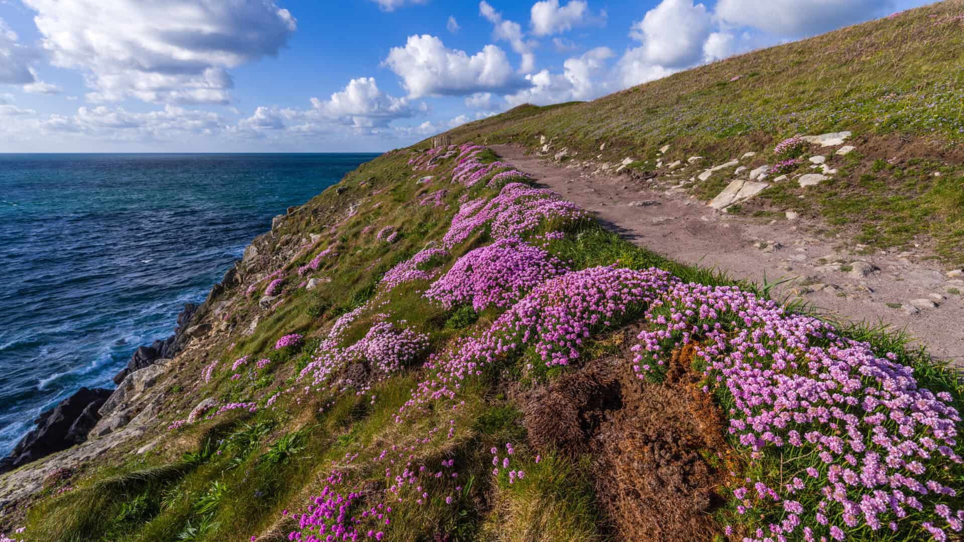 Sentier côtier bordé de fleurs roses sauvages